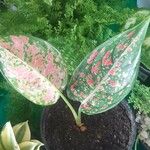 Aglaonema commutatumList