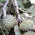 Quercus coccifera Fruit