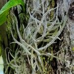 Tillandsia recurvata Blad