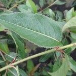 Viburnum prunifolium Leaf