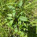 Ageratina riparia Folha