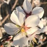 Prunus dulcis Kwiat