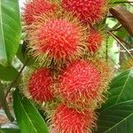 Nephelium lappaceum Fruit
