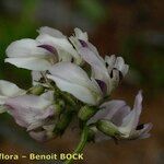 Astragalus australis Fleur