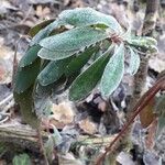 Daphne laureola Leaf