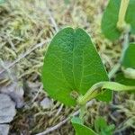 Aristolochia pallida Levél