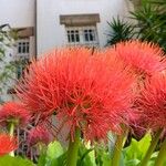 Scadoxus multiflorus Λουλούδι