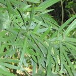 Podocarpus neriifolius Habit