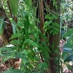 Asplenium salicifolium Liść