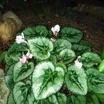 Cyclamen hederifoliumЛіст