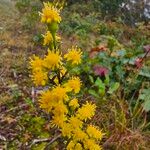 Solidago puberula Flor