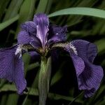 Iris clarkei Flower