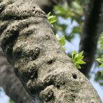 Combretum erythrophyllum Bark