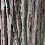 Calocedrus decurrens Bark