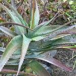 Aloe chabaudii Blatt