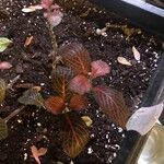 Fittonia albivenisHostoa