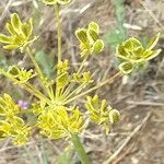 Lomatium triternatum Λουλούδι