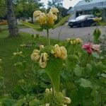 Phlomis russelianaFlower