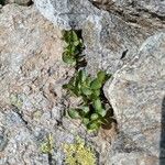 Salix herbacea Blad