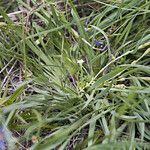 Gentiana fremontii Hábito