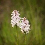 Dactylorhiza maculata 花