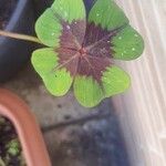 Oxalis tetraphylla 葉