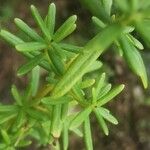 Hypericum empetrifolium Blatt