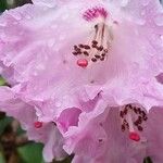 Rhododendron sutchuenense പുഷ്പം