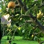 Malus domestica ᱥᱟᱠᱟᱢ