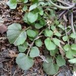 Cardamine hirsuta Blad