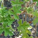 Pelargonium × asperum Hostoa