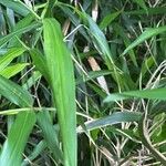 Arundinaria gigantea Leaf