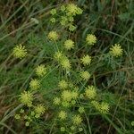 Seseli peucedanoides Flor