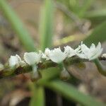 Listrostachys pertusa Kukka