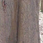 Acer cappadocicum বাকল