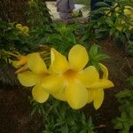 Allamanda catharticaBloem