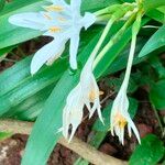 Pancratium triflorum Inny