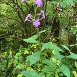 Phlox maculataᱵᱟᱦᱟ