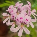 Pelargonium graveolensÇiçek