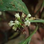 Psychotria konguensis