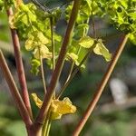 Euphorbia stricta Bark