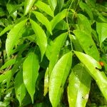 Cenostigma tocantinum ഇല