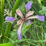 Iris foetidissima ᱵᱟᱦᱟ