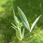 Lathyrus pratensis Leaf