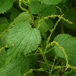 Urtica morifolia Plante entière