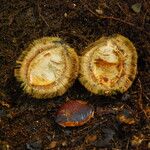 Irvingia excelsa Fruit