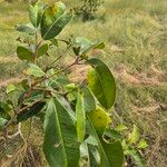 Syzygium guineense Folha