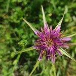 Tragopogon angustifolius 花