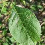 Lycianthes rantonnetii Leaf