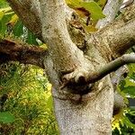 Ficus caricaКара